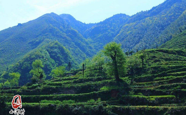 小河村茶葉鐵罐